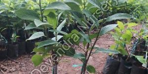 Custard Apple_Sitafal