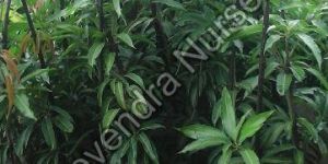 Kesar Mango Plant