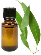 Eucalyptus Oil