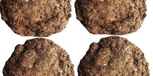 COW DUNG (GOBAR UPLA) BIG 4 PIECES