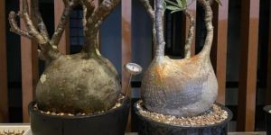 Pachypodium Gracilius