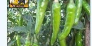 F1 Emily Green Chilli Seeds