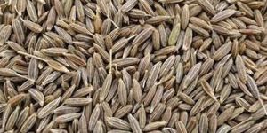 Cumin Seeds