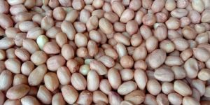 Peanut Kernels