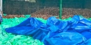 Semi Husked Coconuts