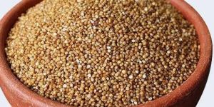 KODO MILLETS