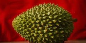 Fresh Durian Fruit