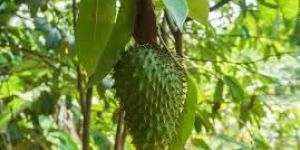 Fresh Soursop