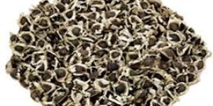 Moringa Seeds