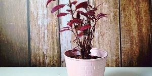 TABLE TOP PLANTER FOR FLOWER POTS HOME & GARDEN