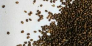Black Tulsi Seed