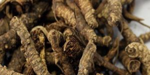 Kutki Picrohiya Kurroe