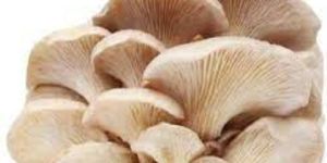 Oyster Mushroom