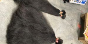 Remy Human Hair