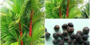 Red Areca Seed