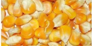 Maize Seeds