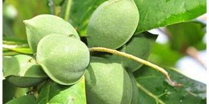 Almond Live Plant