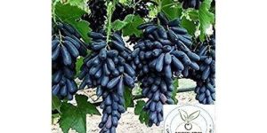 Black Grapes Plant