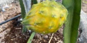 Dragon Fruit Yellow Plant