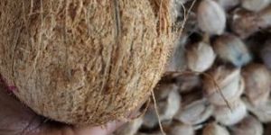 Fresh Coconut