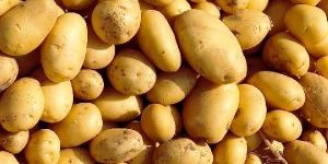 Potatoes