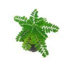 Bhumyamalaki