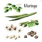 Dried Moringa Oleifera
