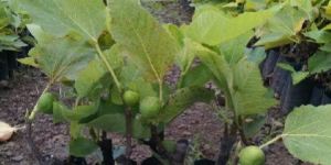 Anjeer Plant