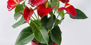 Anthurium Plant