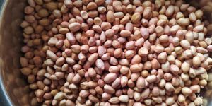 Ground Nut Seeds