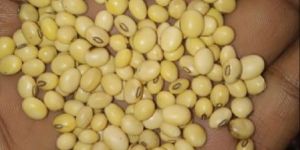 Soyabean Seed