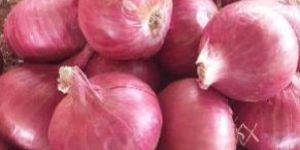 Fresh Red Onion