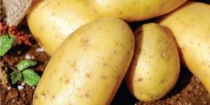 Fresh Potato