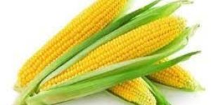 Yellow Maize