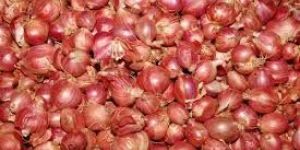Small Red Onion