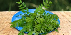Curry Leaves