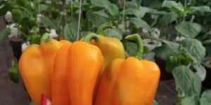 Orange Snacky Peppers