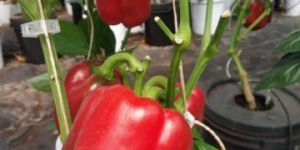 Red Bell Peppers