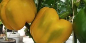 Yellow Bell Peppers