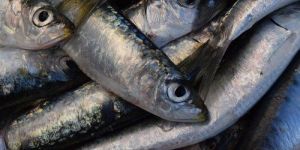 Sardine Fish