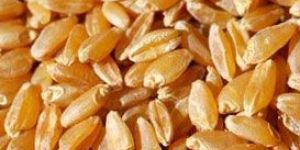 Wheat Seeds