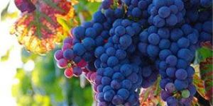 Black Hamburg Grapes