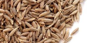 Gulf Quality Cumin Seeds (99%)