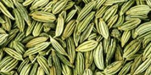 Gulf Quality Fennel Seeds