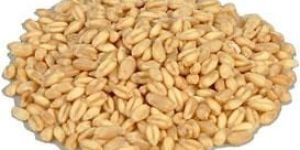 Lokwan Wheat