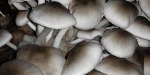 Paddy Straw Mushroom Spawn