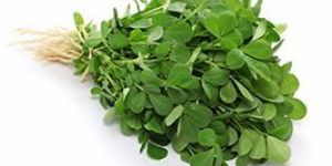 Fresh Fenugreek Leaves