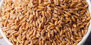 Wheat Seeds