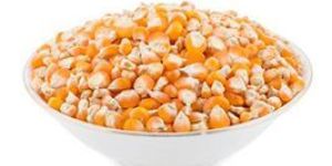 Yellow Corn Seeds
