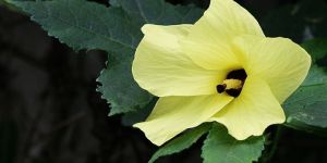 Ambrette Seed Oil